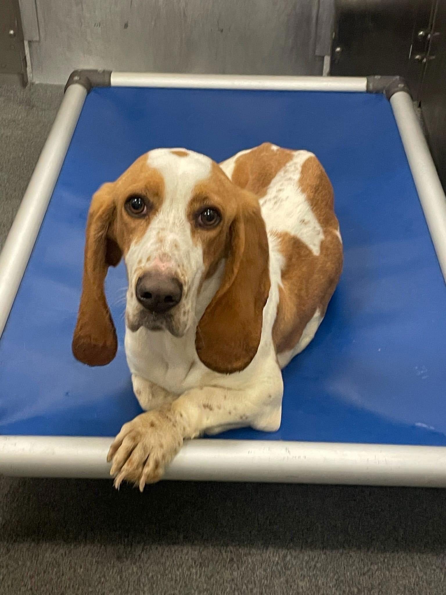 Bix Caleen, a Adopted Basset Hound in Grapevine, TX image 3/3