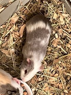 Enlarge Simon and Theadore, a Adopted Guinea Pig in Braintree, MA image 1/10