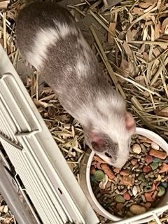 Enlarge Simon and Theadore, a Adopted Guinea Pig in Braintree, MA image 2/10