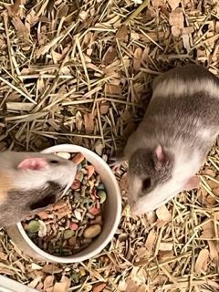 Enlarge Simon and Theadore, a Adopted Guinea Pig in Braintree, MA image 3/10