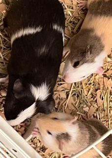 Enlarge Simon and Theadore, a Adopted Guinea Pig in Braintree, MA image 4/10
