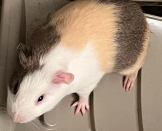 Enlarge Simon and Theadore, a Adopted Guinea Pig in Braintree, MA image 5/10