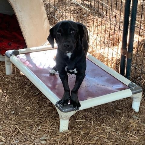 Trooper, a ADOPTABLE mixed breed in Fair Oaks Ranch, TX image 4/5