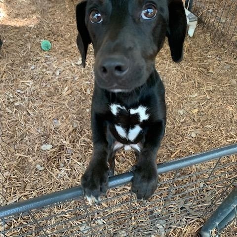 Trooper, a ADOPTABLE mixed breed in Fair Oaks Ranch, TX image 2/5