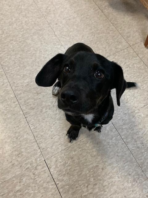 Trooper, a ADOPTABLE mixed breed in Fair Oaks Ranch, TX image 4/4