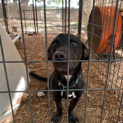 Trooper, a ADOPTABLE mixed breed in Fair Oaks Ranch, TX image 2/4
