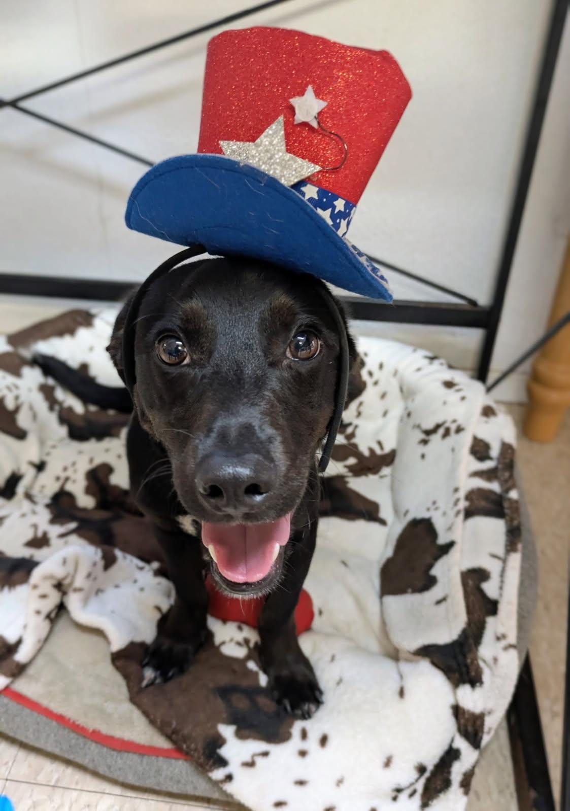 Trooper, a ADOPTABLE mixed breed in Fair Oaks Ranch, TX image 3/5