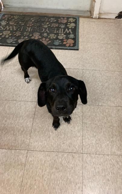 Trooper, a ADOPTABLE mixed breed in Fair Oaks Ranch, TX image 3/4