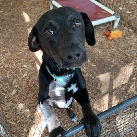 Trooper, a ADOPTABLE mixed breed in Fair Oaks Ranch, TX image 1/4