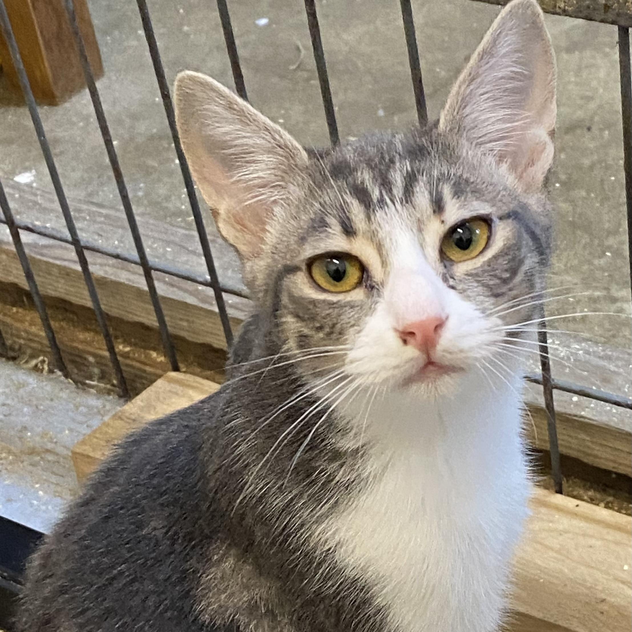 Enlarge Gambit, a Adoptable mixed breed in Stanwood, WA image 2/4