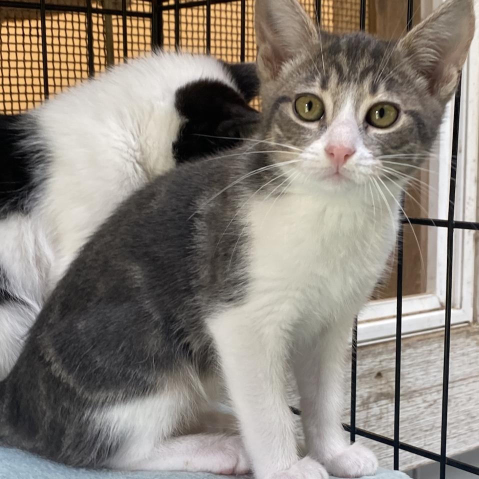 Enlarge Gambit, a Adoptable mixed breed in Stanwood, WA image 3/4