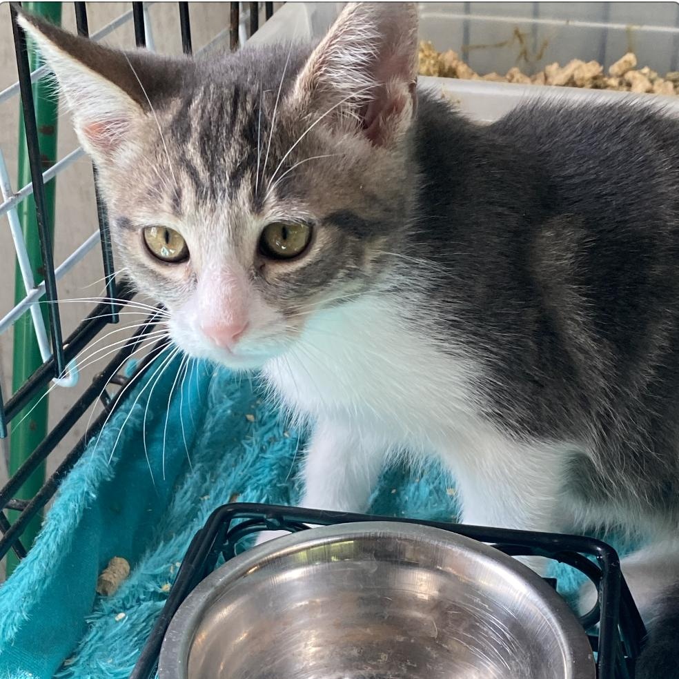 Enlarge Gambit, a Adoptable mixed breed in Stanwood, WA image 4/4