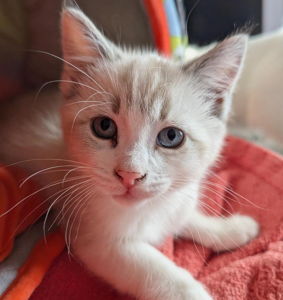 Bleu, Adopted, Kitten Female Siamese.