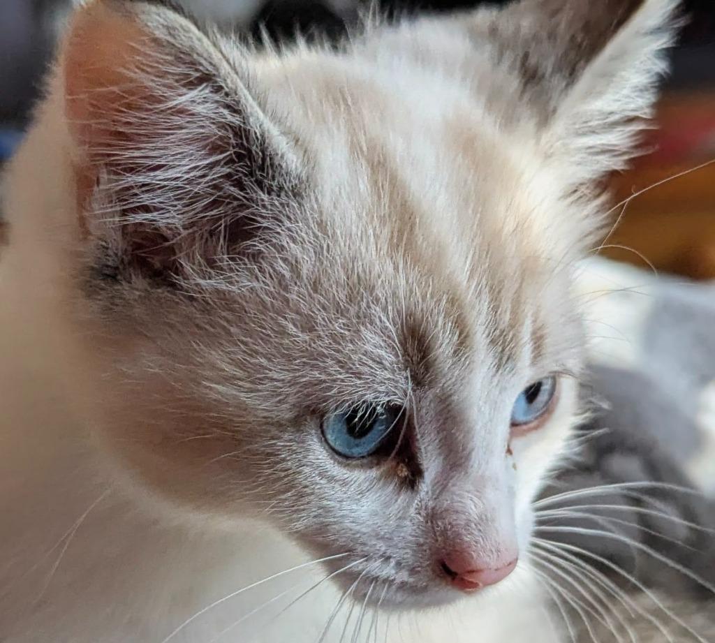 Bleu, a Adopted mixed breed in Olathe, KS image 2/3