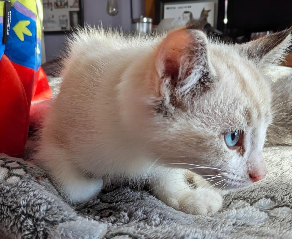 Bleu, a Adopted mixed breed in Olathe, KS image 3/3