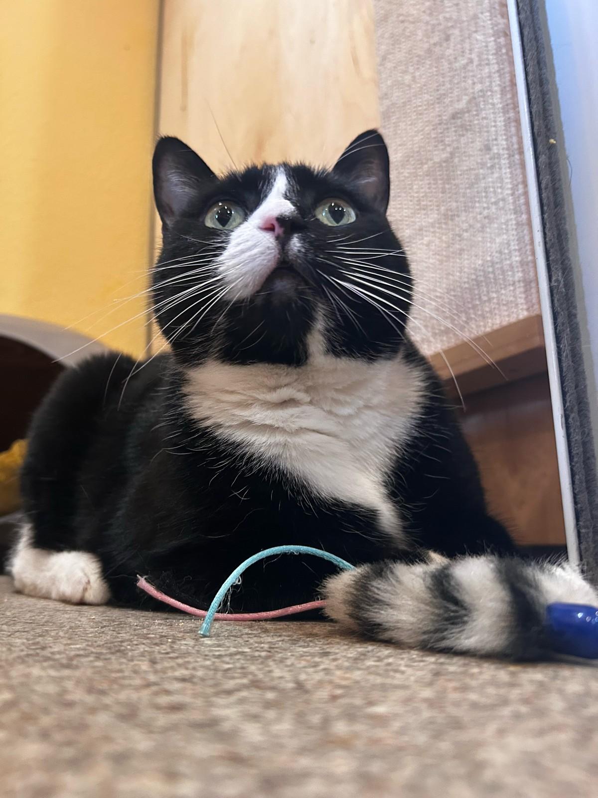 Enlarge Gracie, a Adopted Tuxedo in Portland, OR image 2/5