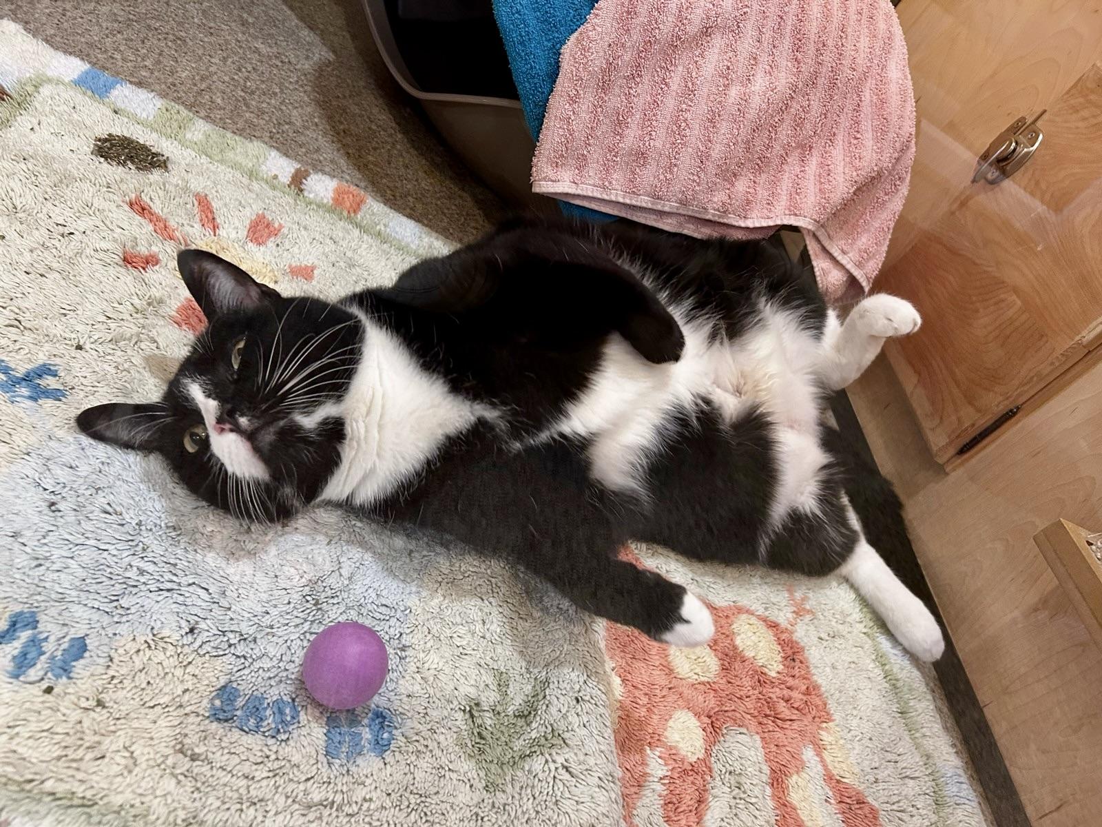 Enlarge Gracie, a Adopted Tuxedo in Portland, OR image 5/5
