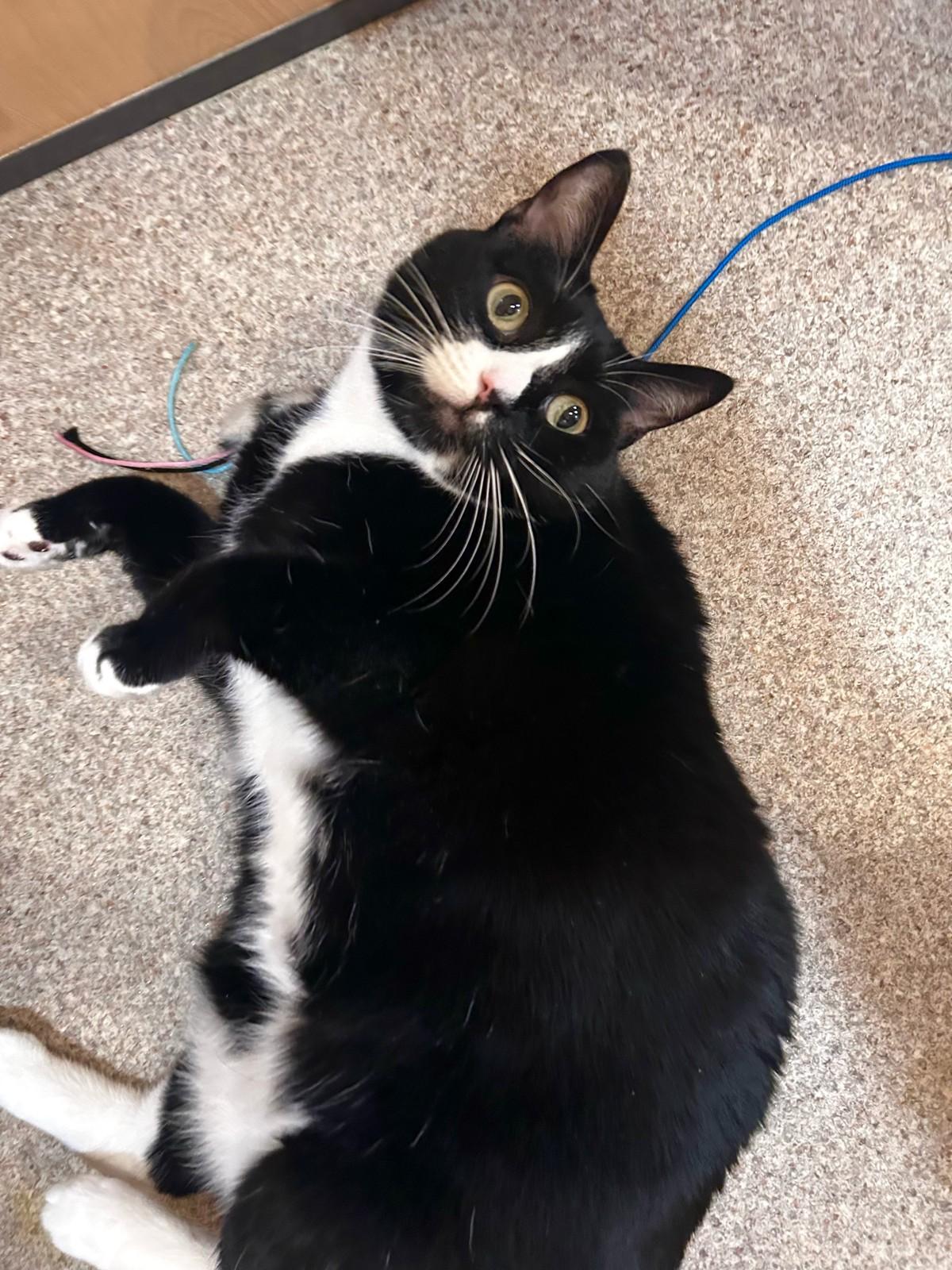 Gracie, Adopted, Adult Female Tuxedo.