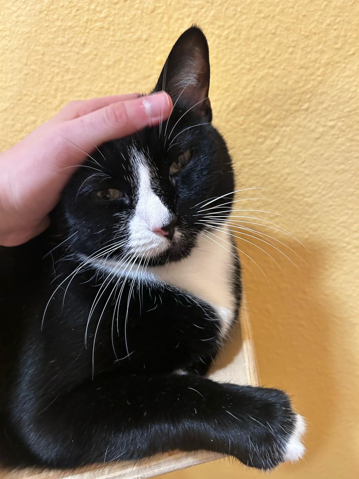 Enlarge Gracie, a Adopted Tuxedo in Portland, OR image 4/5