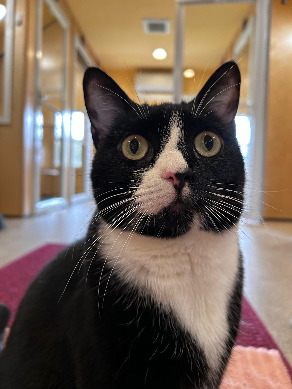 Enlarge Gracie, a Adopted Tuxedo in Portland, OR image 3/5