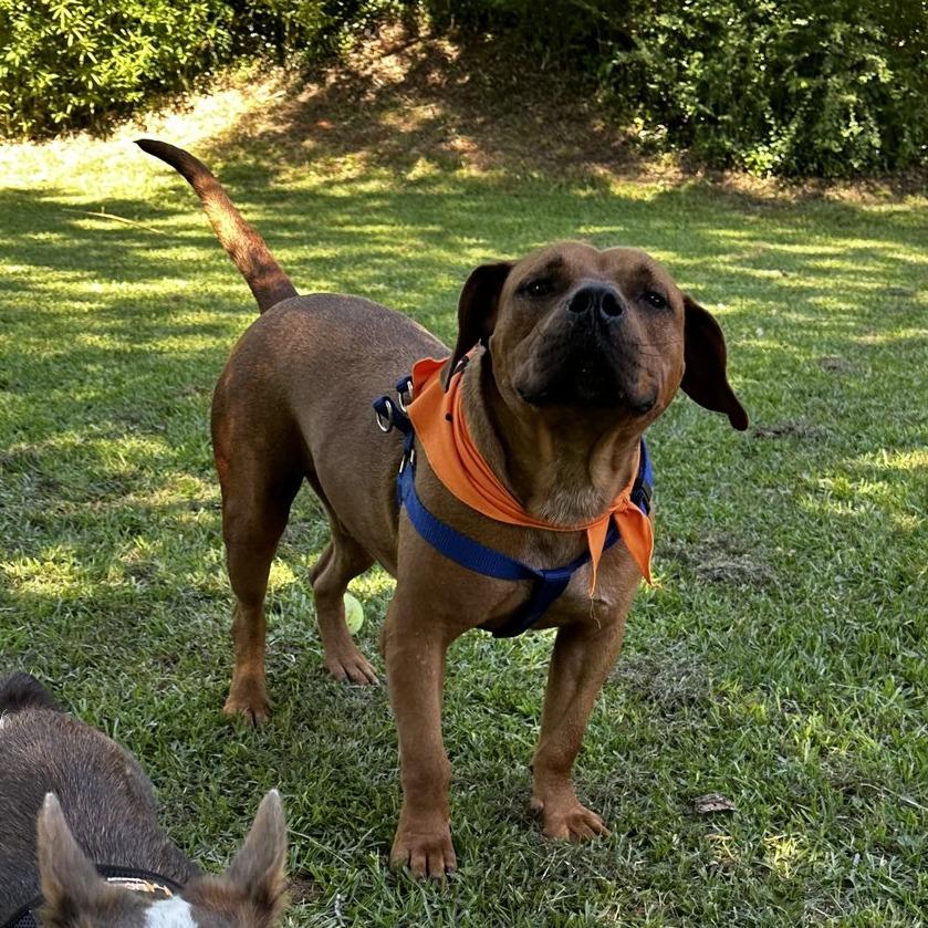 Enlarge Scooby, a Adoptable mixed breed in Tyler, TX image 1/4