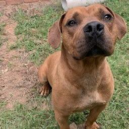 Enlarge Scooby, a Adoptable mixed breed in Tyler, TX image 2/4
