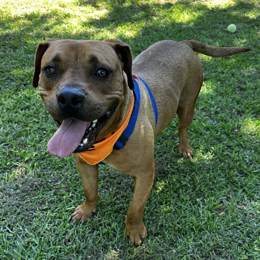Enlarge Scooby, a Adoptable mixed breed in Tyler, TX image 3/4