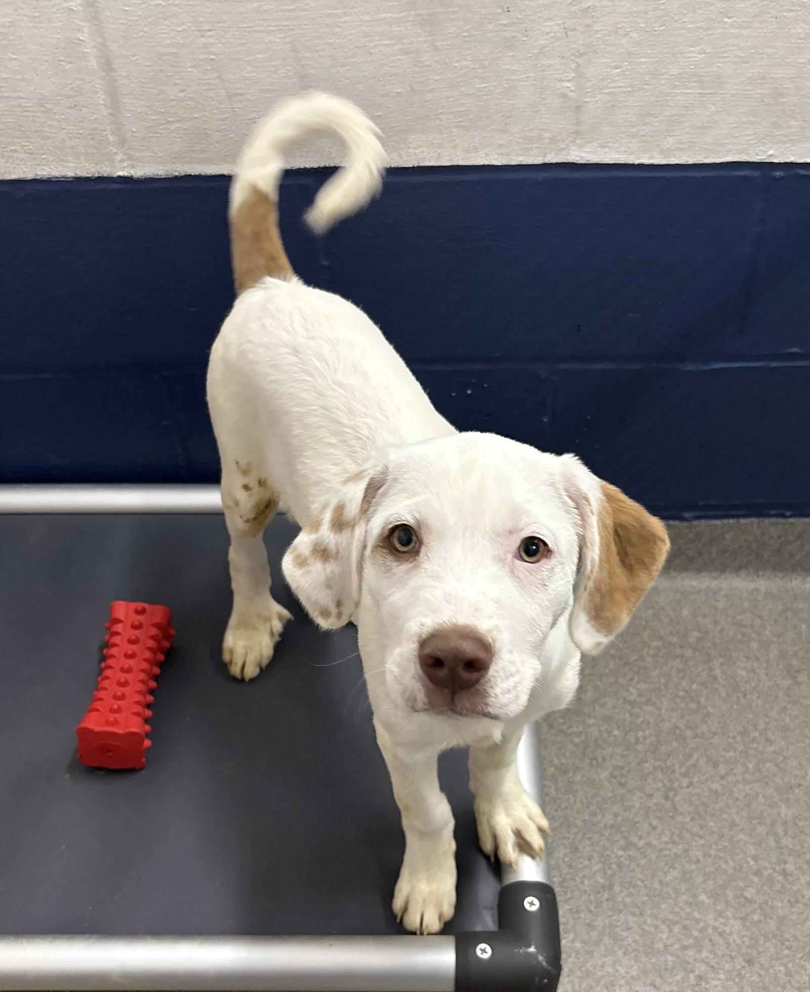 Yoshi 2 months male, Adopted, Young Male Mixed Breed.