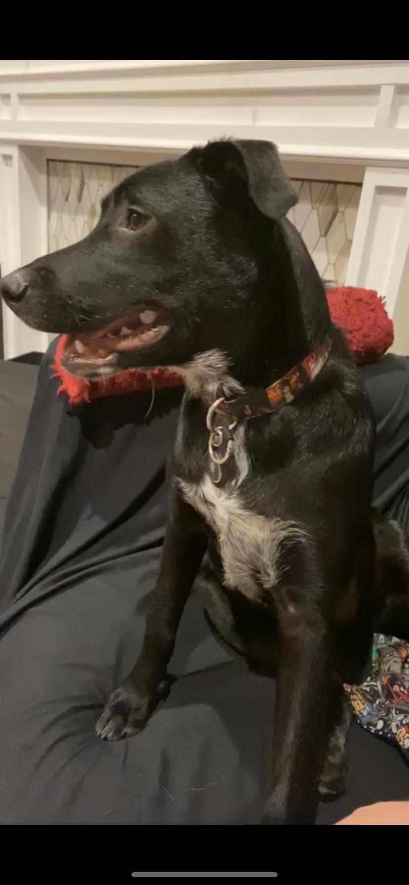 Elvira (Sassy), a Adopted mixed breed in Houston, TX image 1/3
