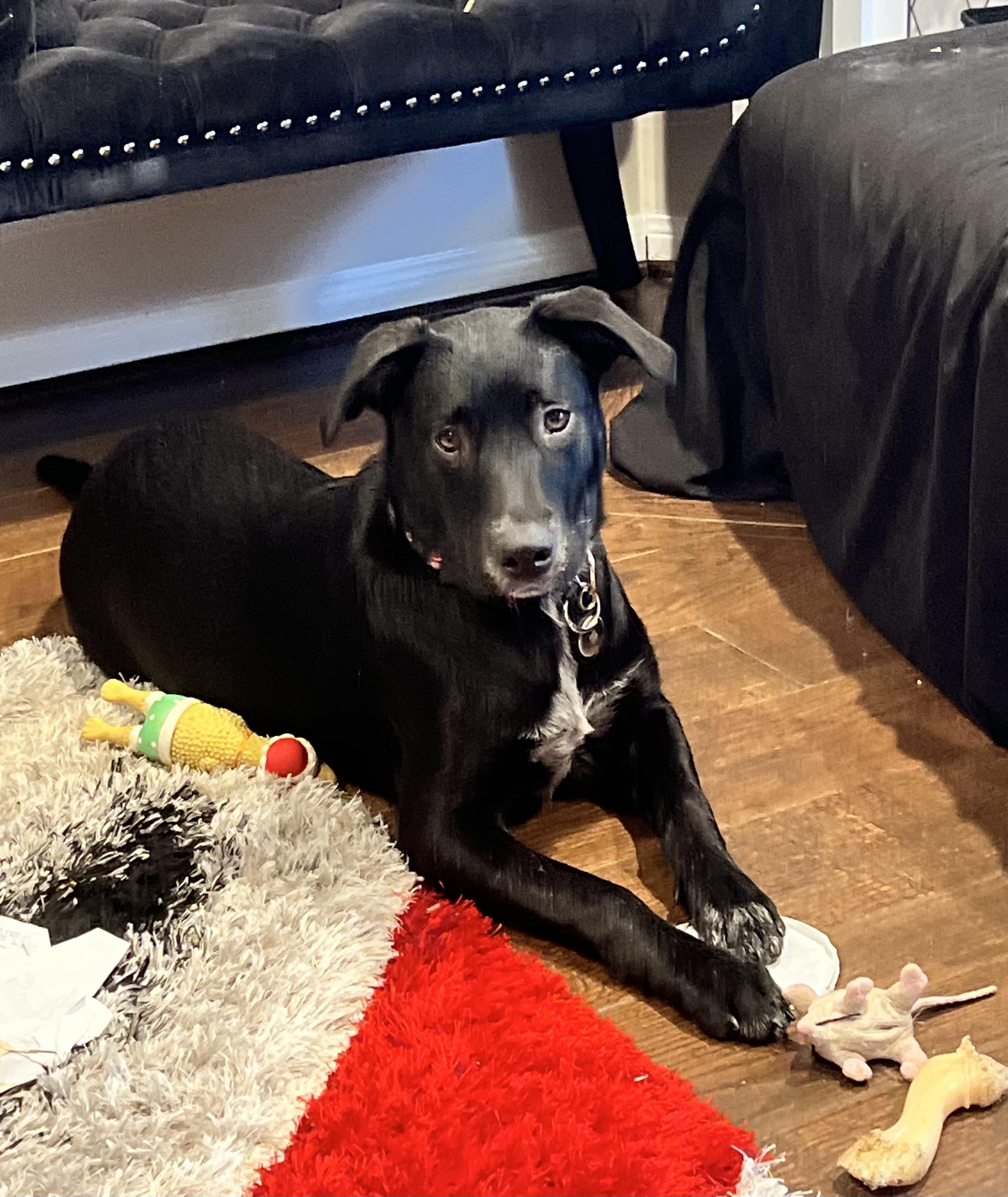 Elvira (Sassy), a Adopted mixed breed in Houston, TX image 2/3