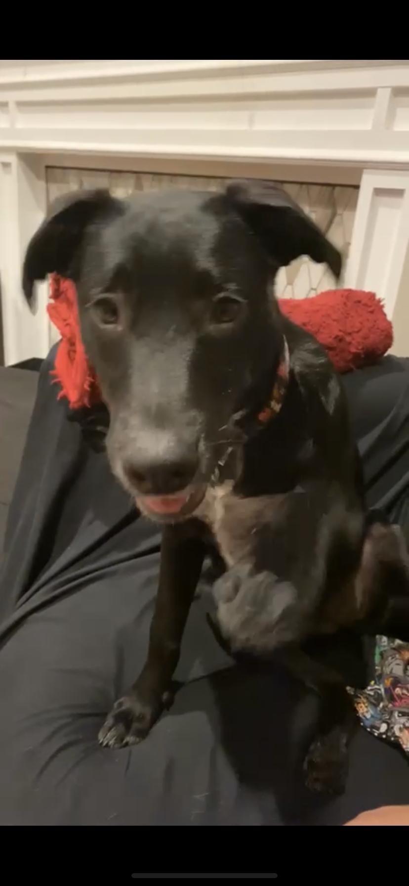 Elvira (Sassy), a Adopted mixed breed in Houston, TX image 3/3