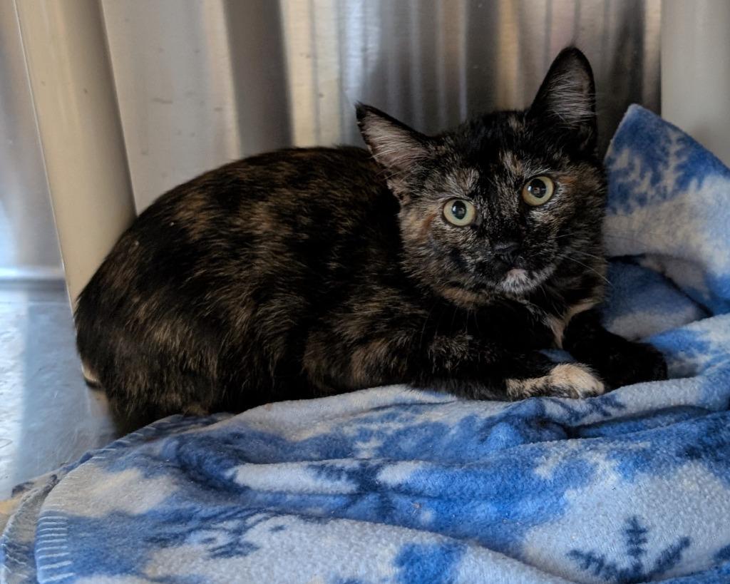 Enlarge Tot, a Adoptable mixed breed in Havre, MT image 1/1