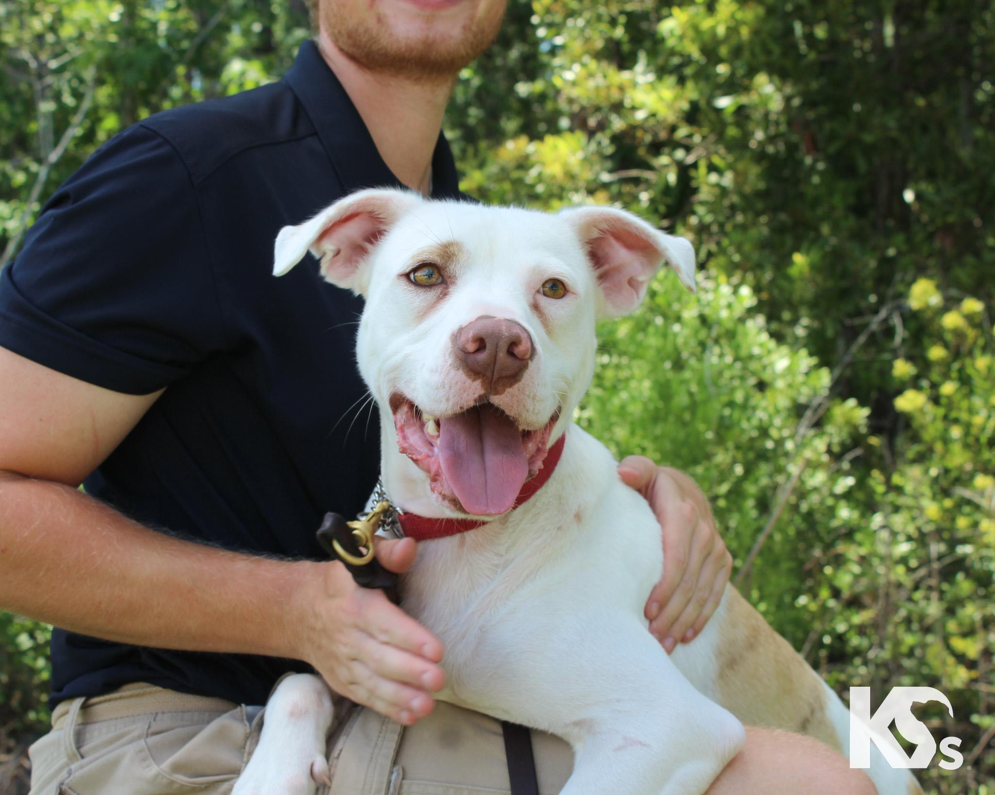 Datil, an adopted mixed breed in Ponte Vedra, FL image 1/5