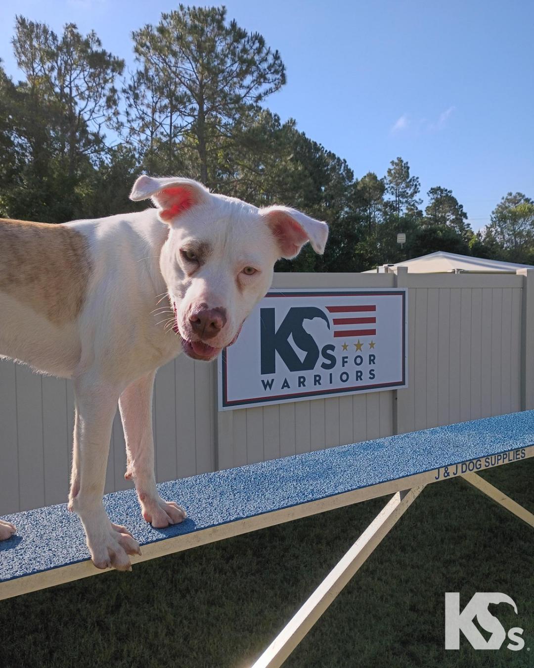 Datil, an adopted mixed breed in Ponte Vedra, FL image 4/5