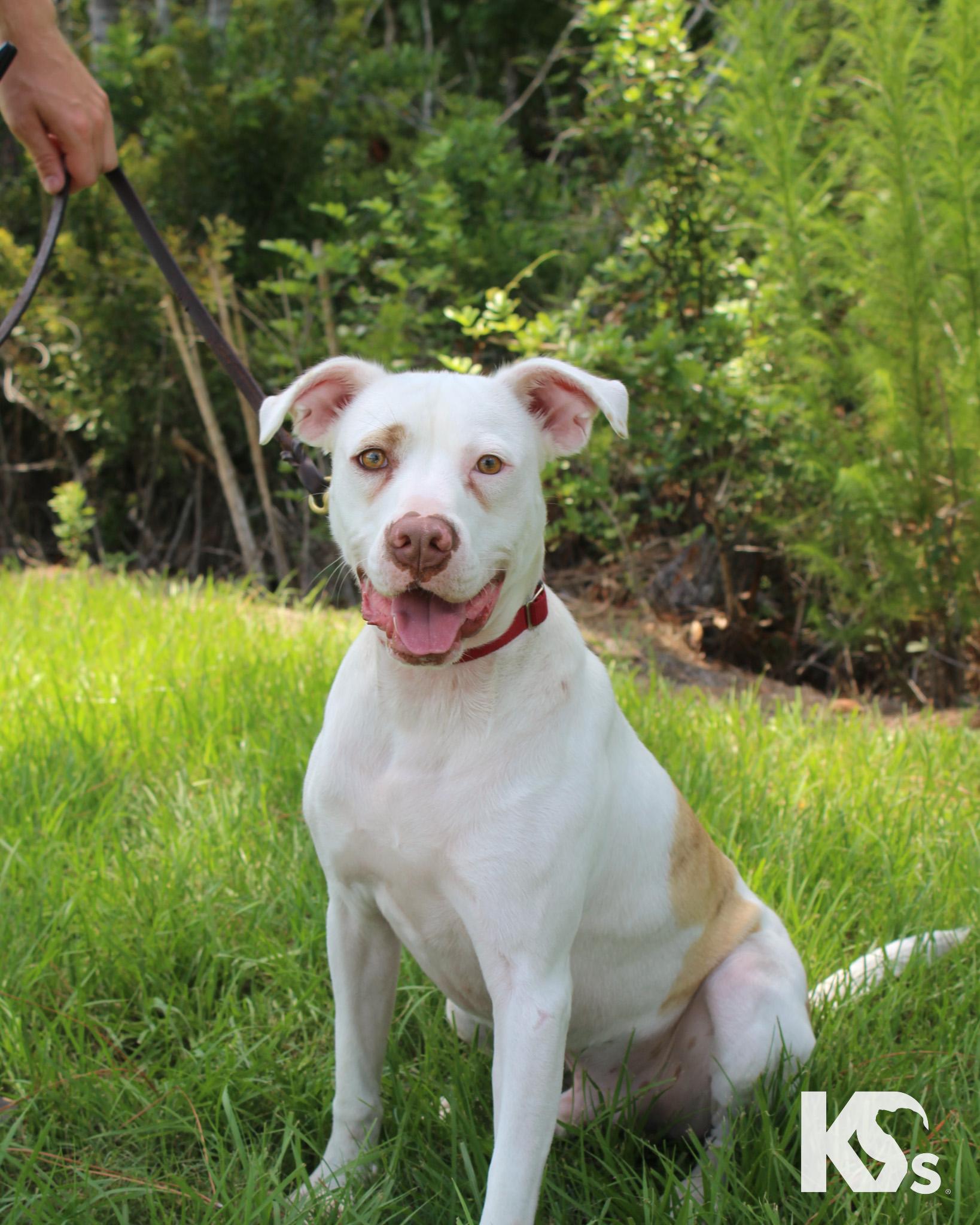 Datil, an adopted mixed breed in Ponte Vedra, FL image 5/5