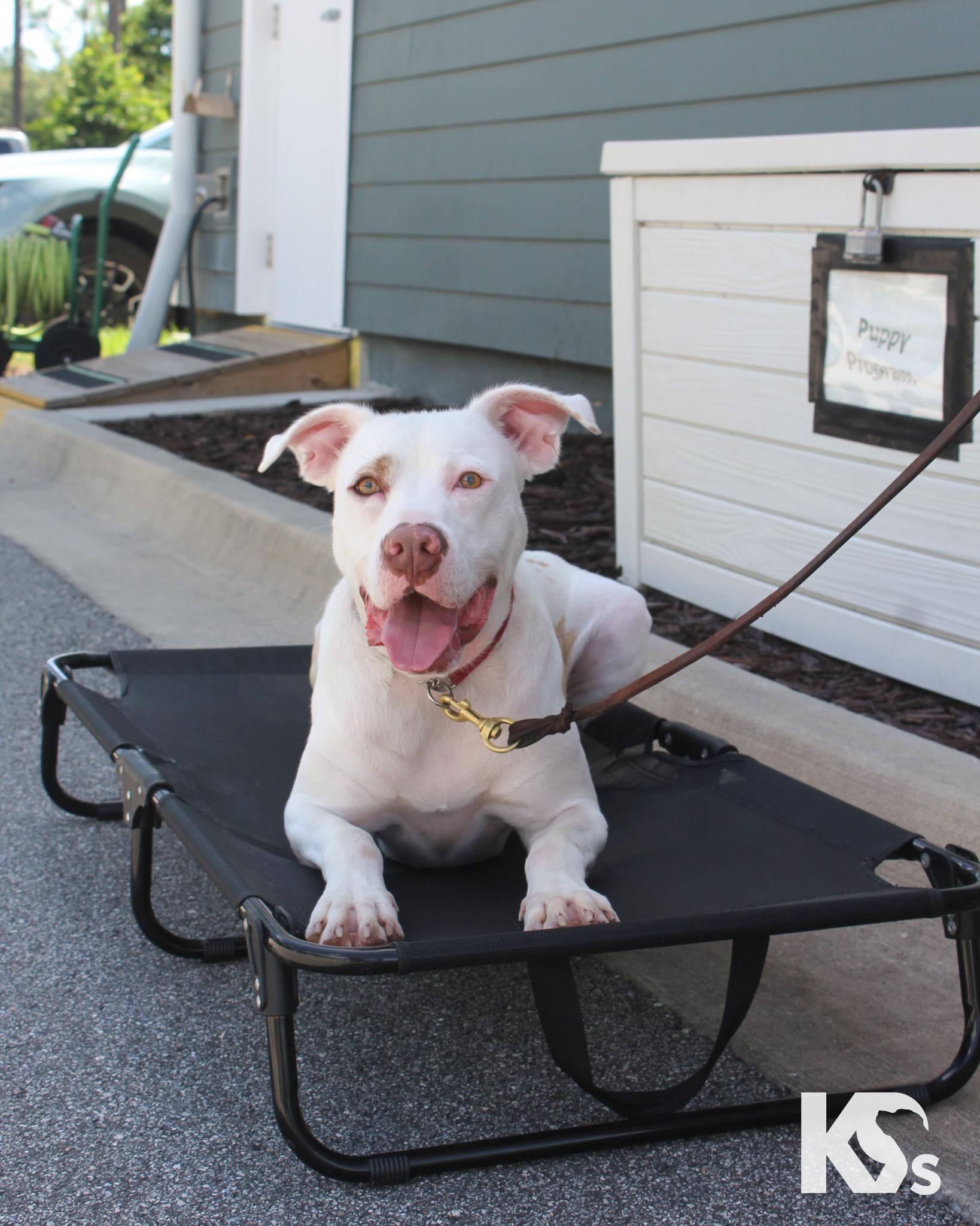 Datil, an adopted mixed breed in Ponte Vedra, FL image 3/5