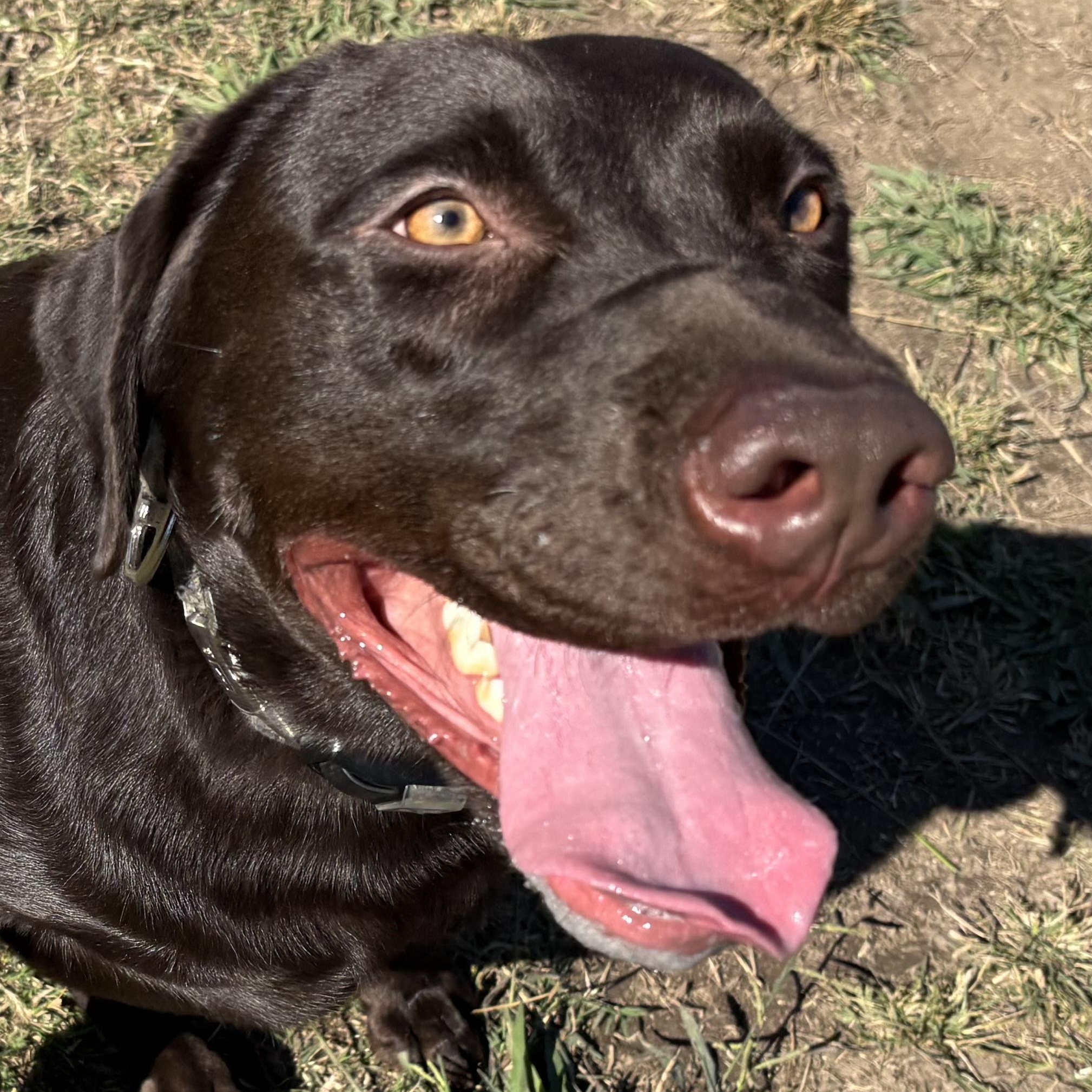 Enlarge Reid, a ADOPTABLE Labrador Retriever in San Francisco, CA image 1/6