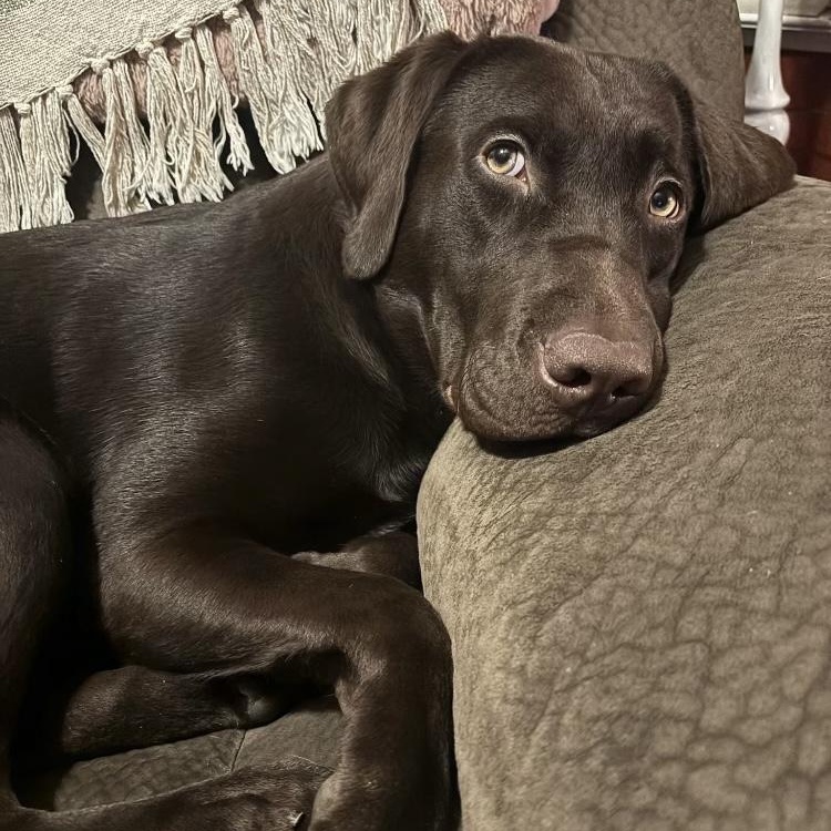 Enlarge Reid, a ADOPTABLE Labrador Retriever in San Francisco, CA image 5/6