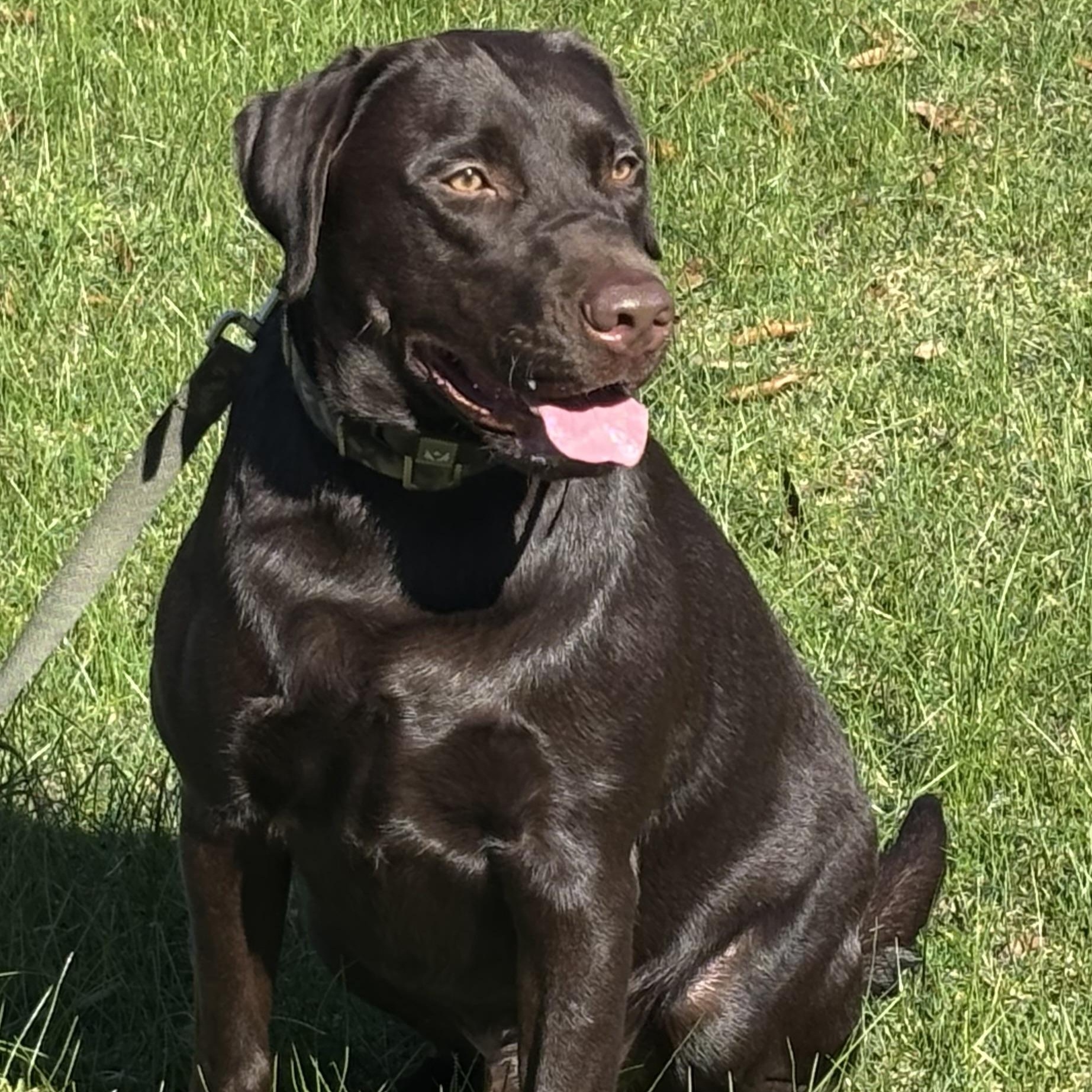 Enlarge Reid, a ADOPTABLE Labrador Retriever in San Francisco, CA image 3/6