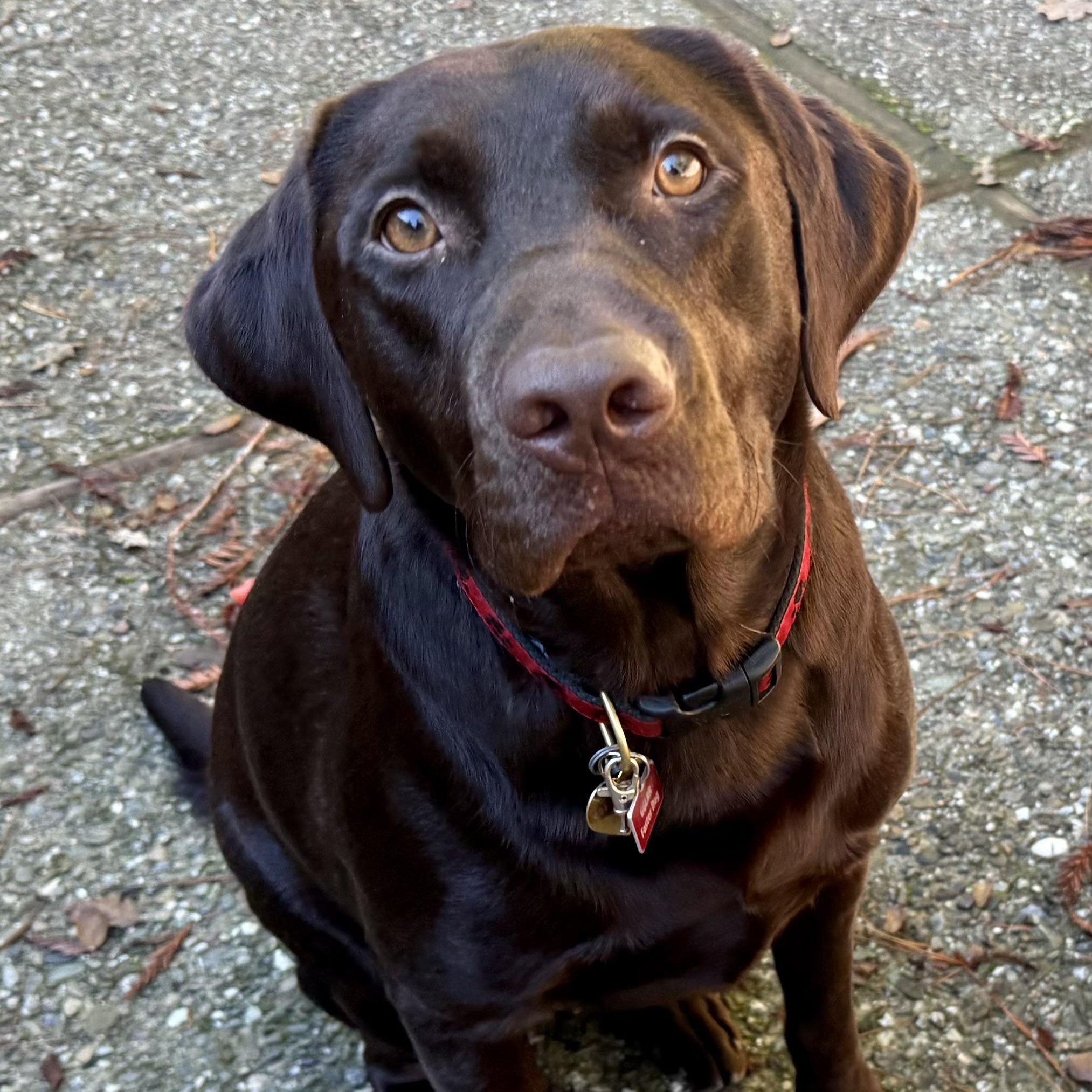 Enlarge Reid, a ADOPTABLE Labrador Retriever in San Francisco, CA image 2/6