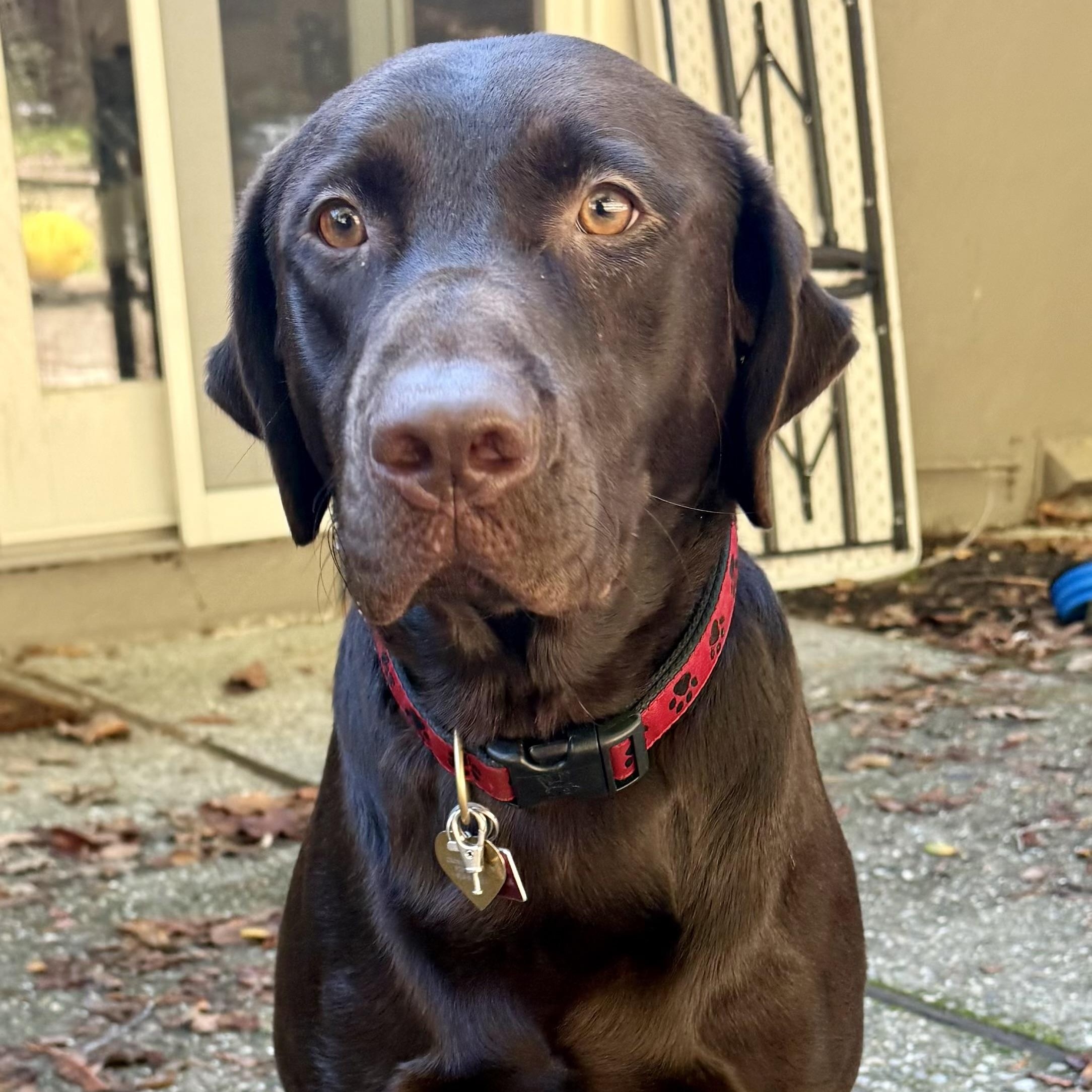 Enlarge Reid, a ADOPTABLE Labrador Retriever in San Francisco, CA image 4/6