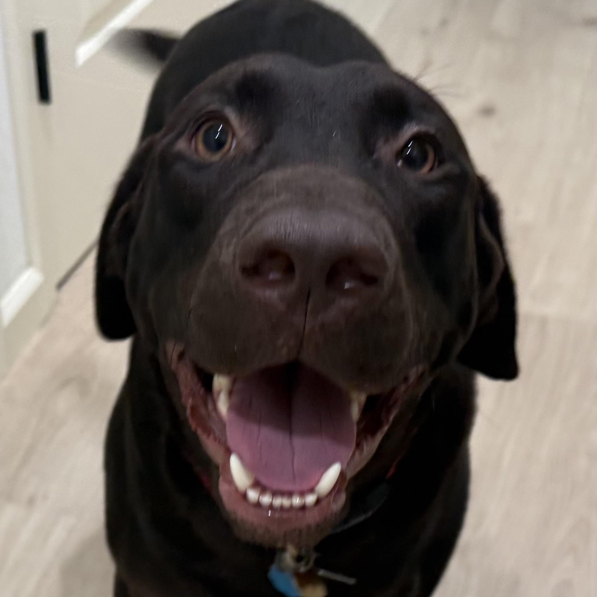 Enlarge Reid, a ADOPTABLE Labrador Retriever in San Francisco, CA image 6/6