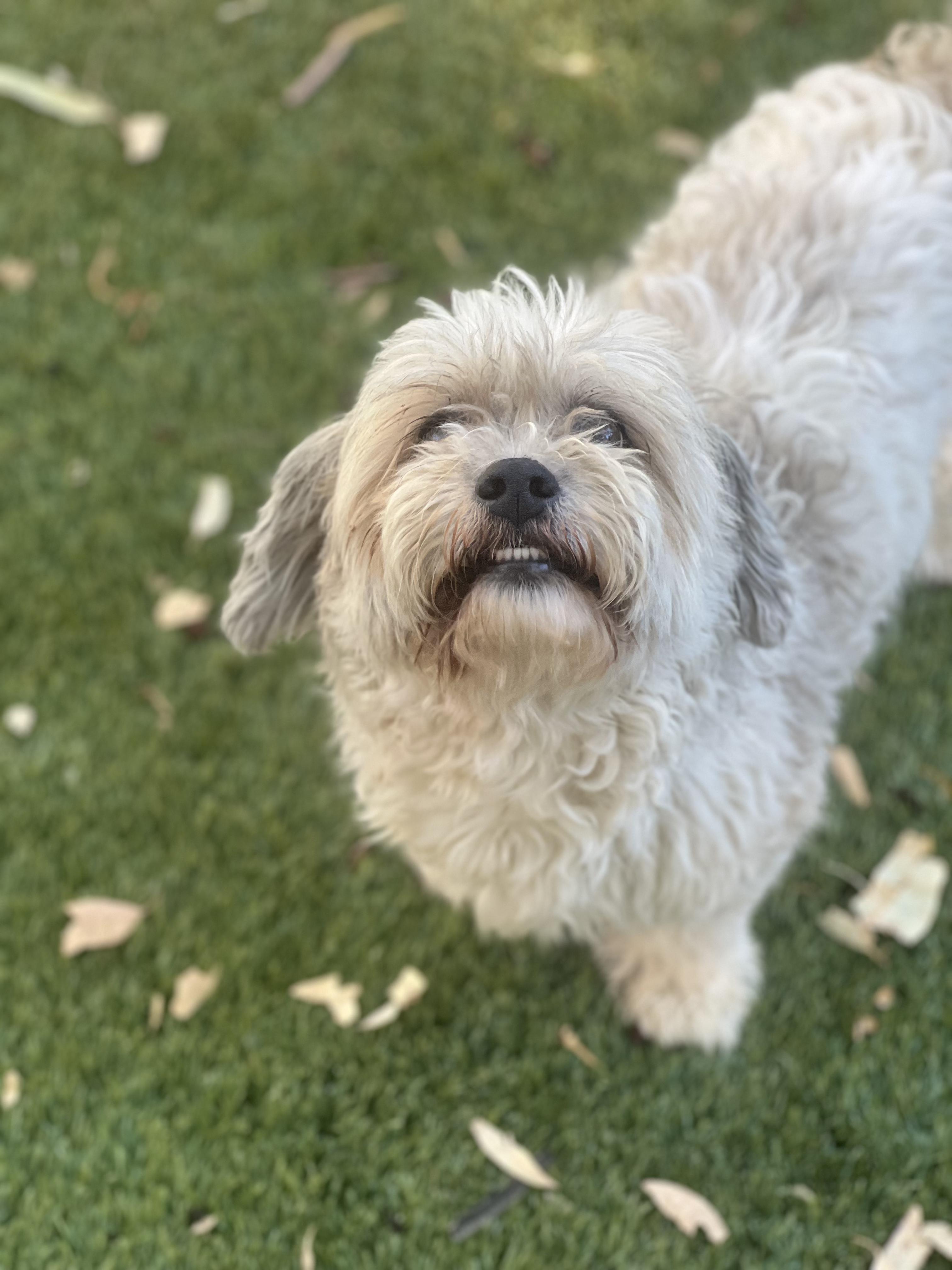 Enlarge Griffin, a ADOPTABLE Shih Tzu in West Hollywood, CA image 2/2