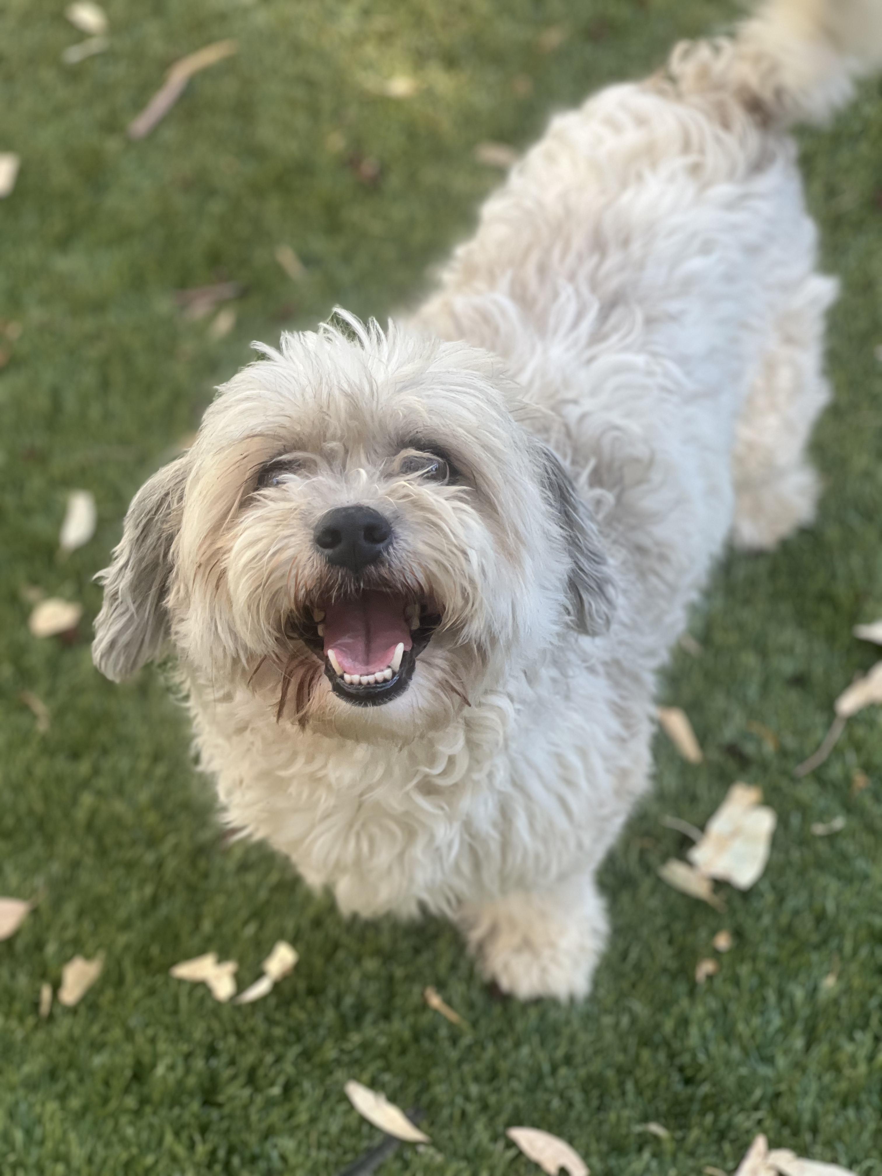Griffin, ADOPTABLE, Adult Male Shih Tzu.