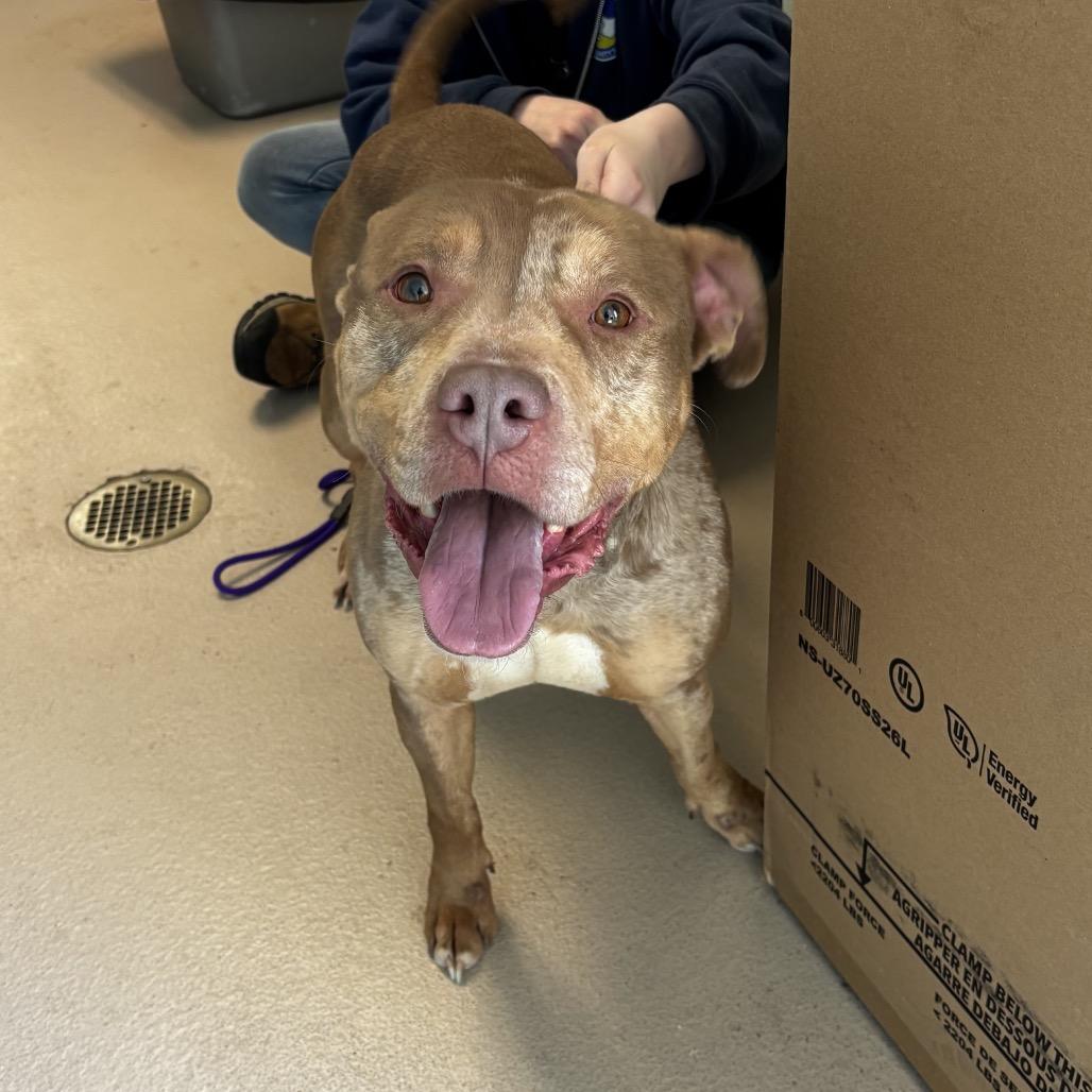 Obie (In Foster), Adoptable, Adult Male Pit Bull Terrier.