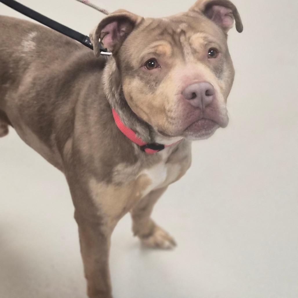 Enlarge Obie (In Foster), a Adoptable Pit Bull Terrier in Vineland, NJ image 2/3