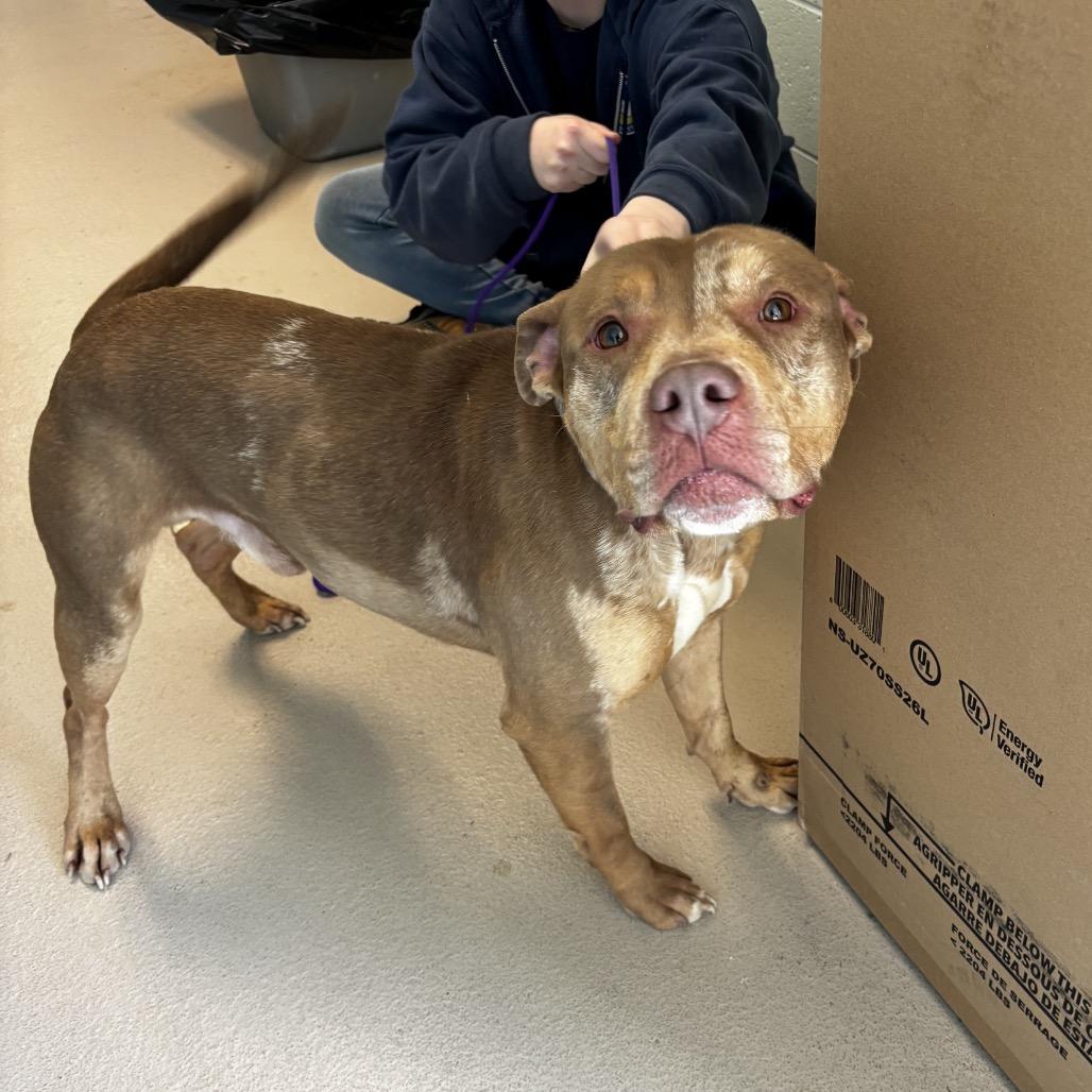 Enlarge Obie (In Foster), a Adoptable Pit Bull Terrier in Vineland, NJ image 3/3