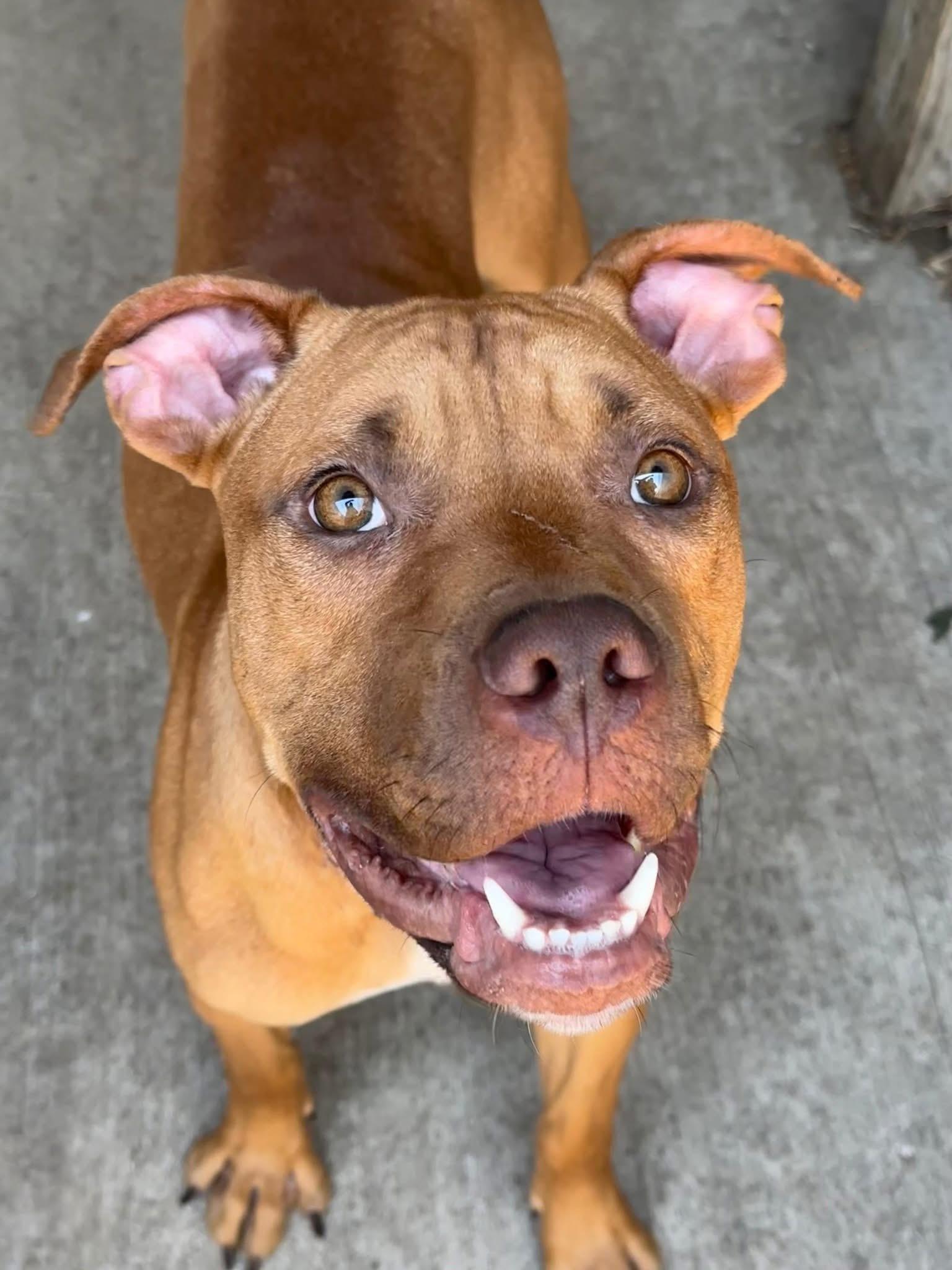 Fisherman, ADOPTABLE, Adult Male Pit Bull Terrier.