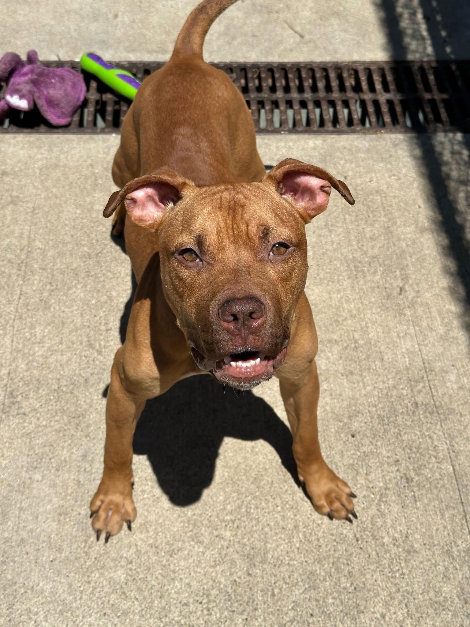 Fisherman, a ADOPTABLE Pit Bull Terrier in Chicago, IL image 4/5