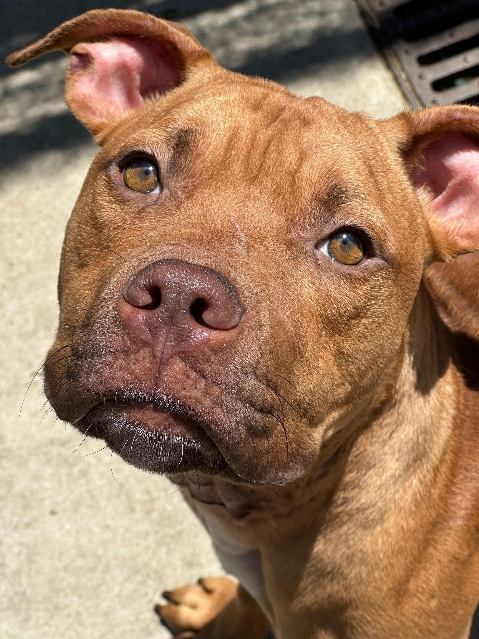 Fisherman, a ADOPTABLE Pit Bull Terrier in Chicago, IL image 3/5